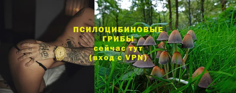 Псилоцибиновые грибы Psilocybe  мориарти клад  Отрадная 